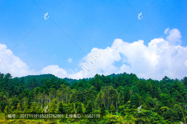 森林,林木