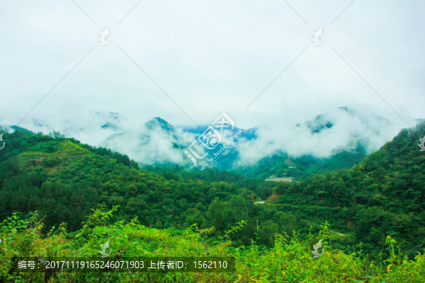 森林,林木