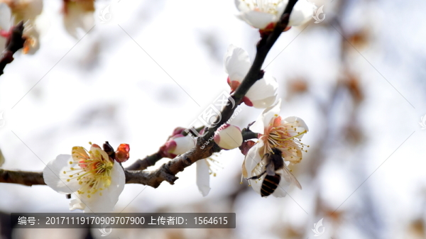 梅花