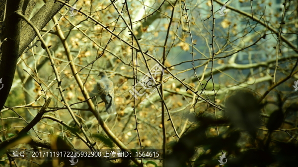 枝頭鳥