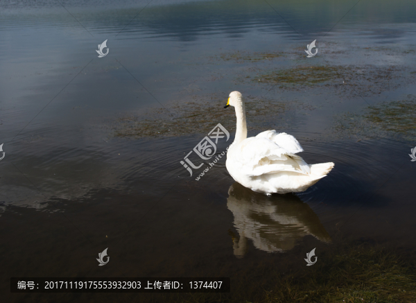 巴音布魯克天鵝湖