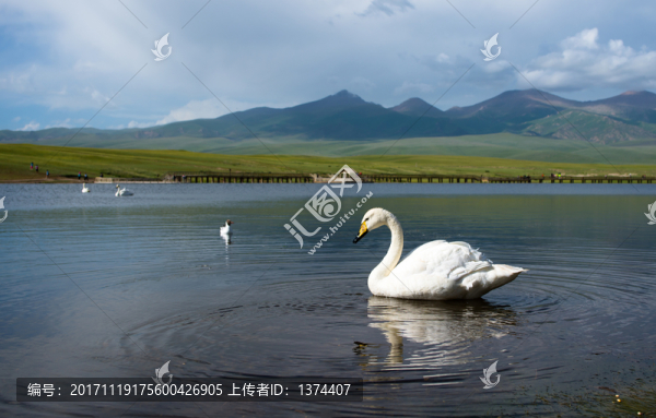 巴音布魯克天鵝湖