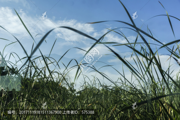 濕地