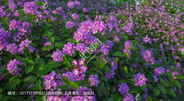 馬纓丹