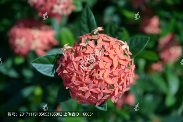 龍船花