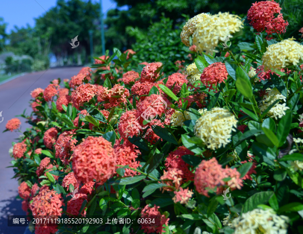 龍船花