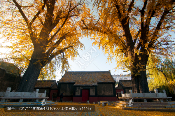 銀杏樹