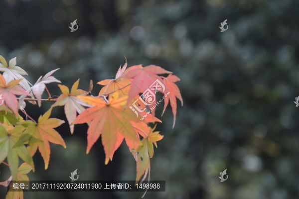 紅楓葉