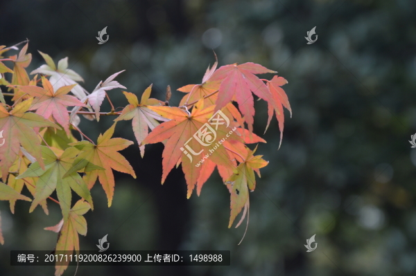 紅楓葉