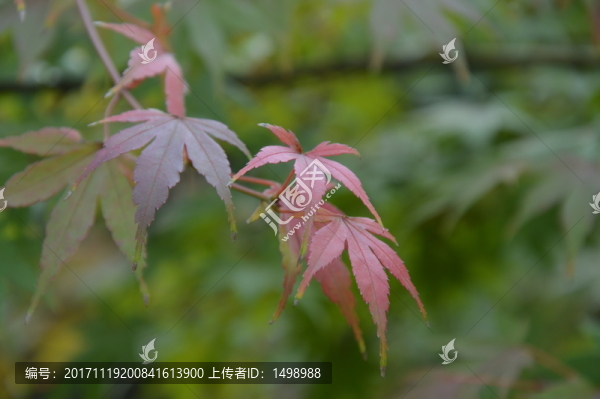 紅楓葉