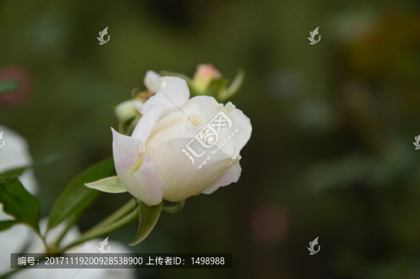 白色花朵