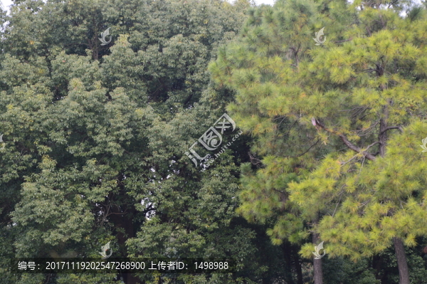 森林公園一角