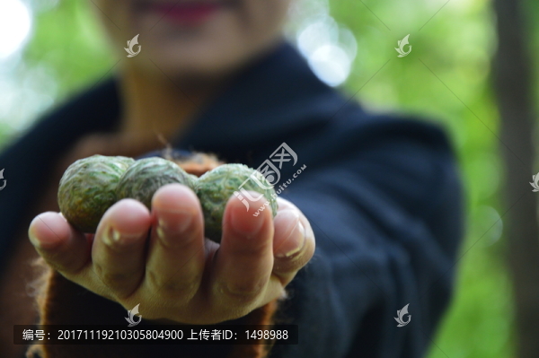 森林撿果子的女孩