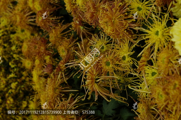 菊花