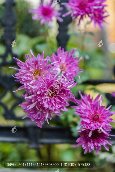 紫色菊花