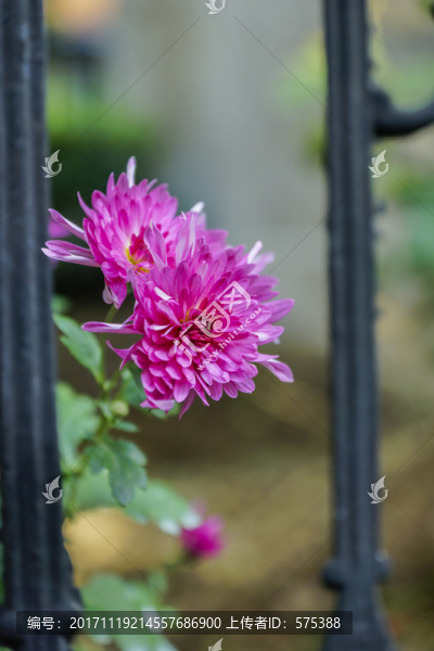 紫色菊花