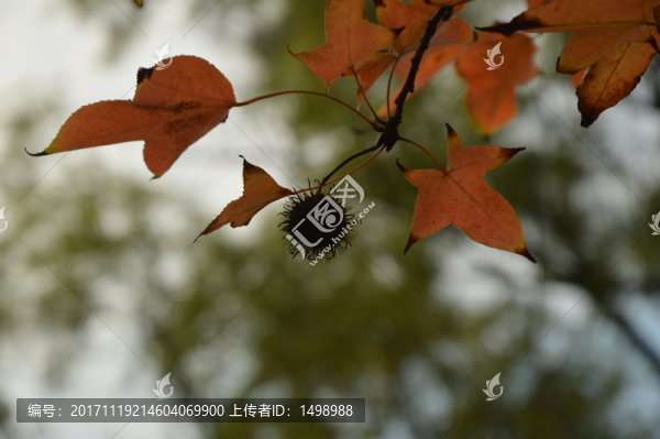 紅色楓葉