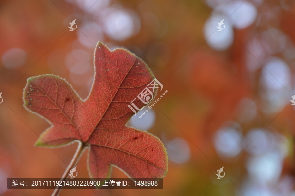 紅色楓葉