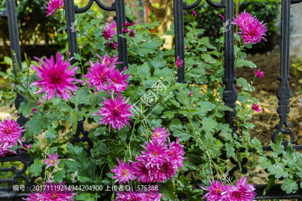 菊花