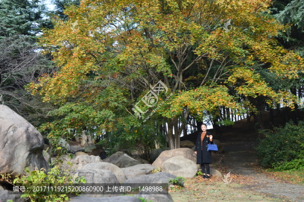冬日午后的森林公園