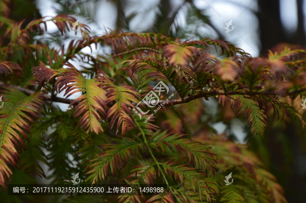 水杉樹