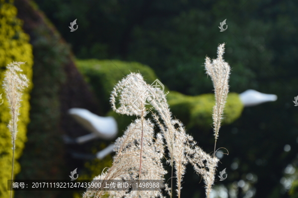 花展上的蘆葦