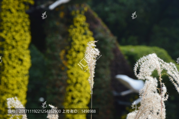 花卉展的蘆葦
