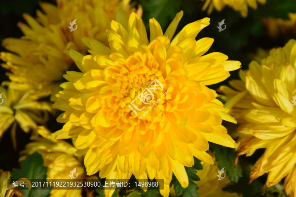 菊花展