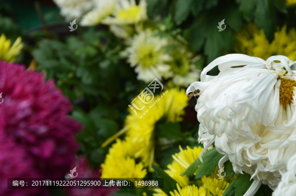 菊花展