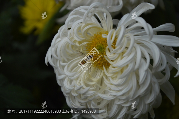 菊花展