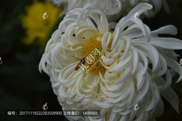 菊花展