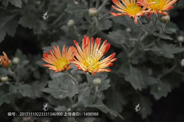 菊花展