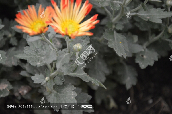 菊花展