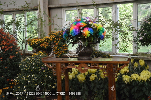 七彩菊花展