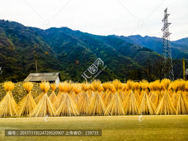 曬竹絲