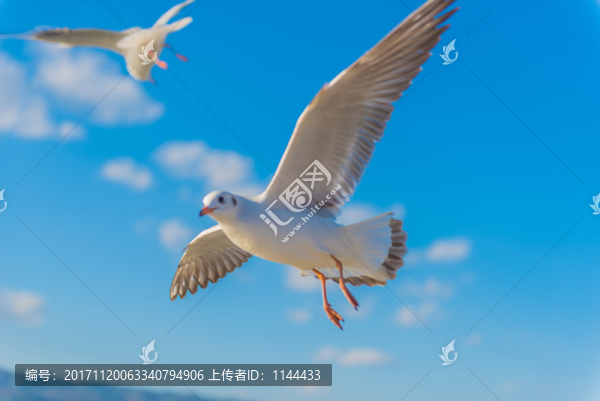 海鷗