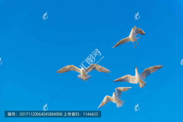 海鷗