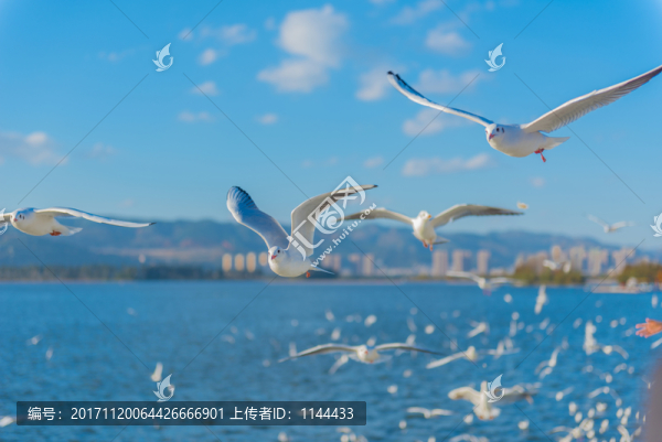 海鷗