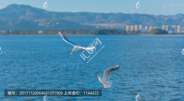 海鷗