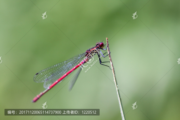 adonislibelle