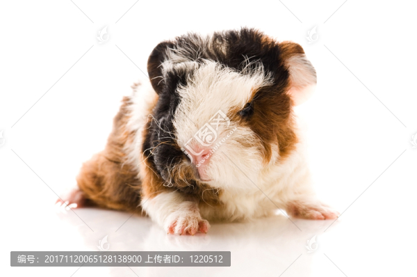 隔離的