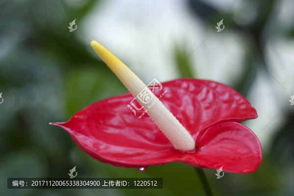 與花束的火烈鳥花