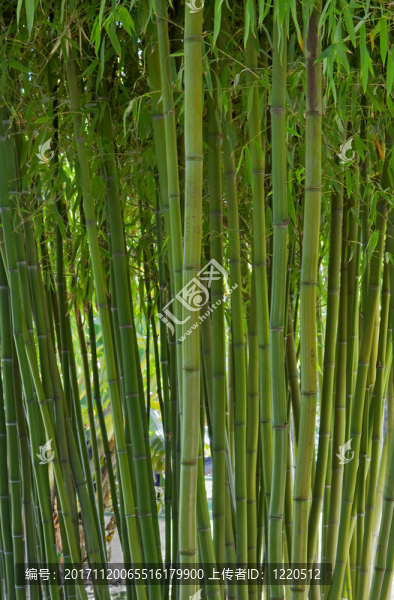 美麗的