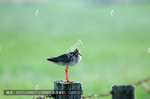 鳥