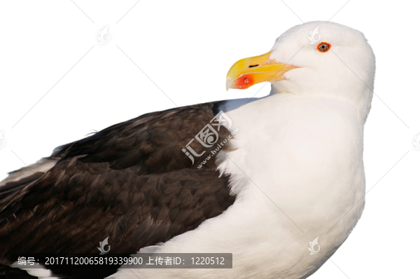 隔離的
