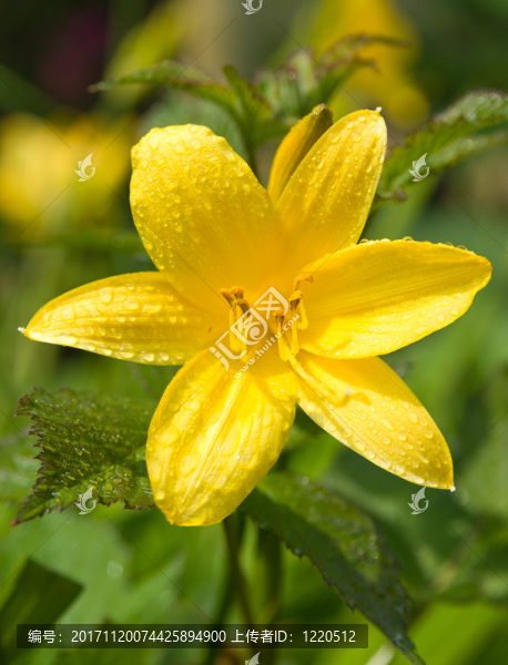 花