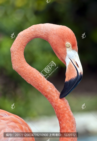 動物