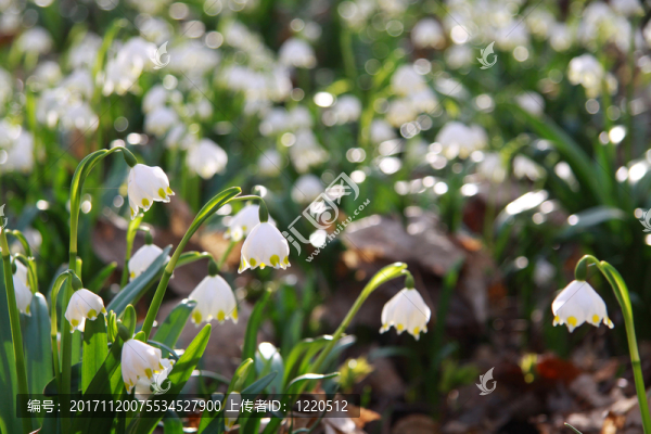 m？rzenbecher在薩克森,-,安哈爾特