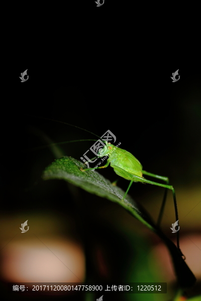 綠色蚱蜢