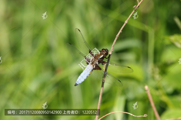 plattbauchlibelle（libellula,depressa）